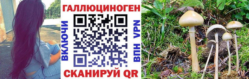 гидра сайт Тосно Псилоцибиновые грибы MAGIC MUSHROOMS
